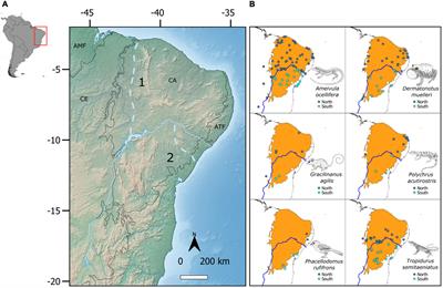 Coalescent simulations indicate that the São Francisco River is a biogeographic barrier for six vertebrates in a seasonally dry South American forest